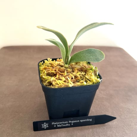 ビカクシダ | STORES