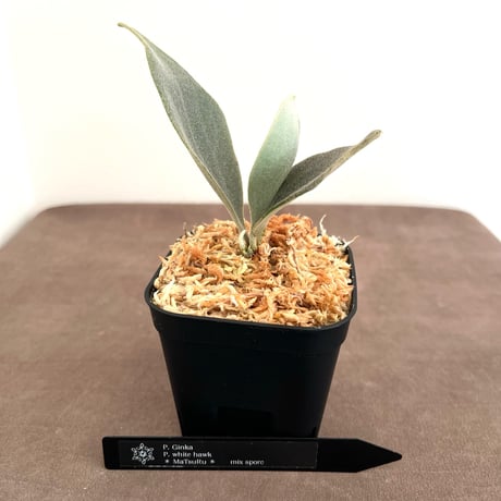 ビカクシダ | STORES