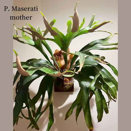 ビカクシダ | STORES