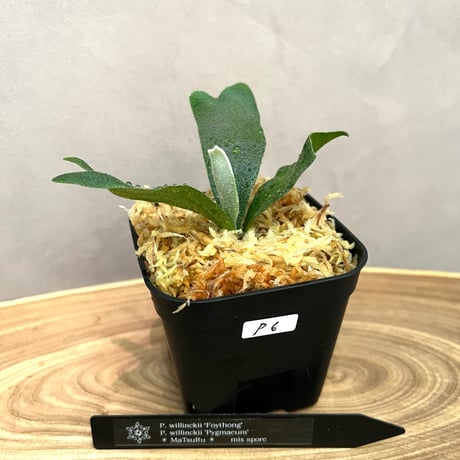 ビカクシダ販売 | STORES