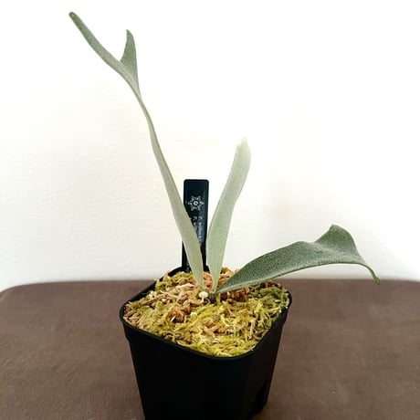 ビカクシダ | STORES