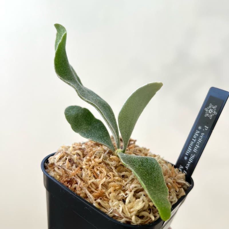 P. veitchii 'Silver frond' sporeling（ シルバーフロンド
