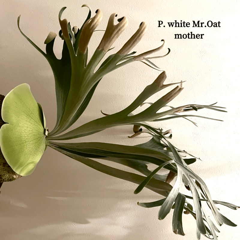 ビカクシダ　ホワイトミスターオート　板付 P. white Mr.Oat【pup】（ホワイトミスターオート）ビカクシダ 自家