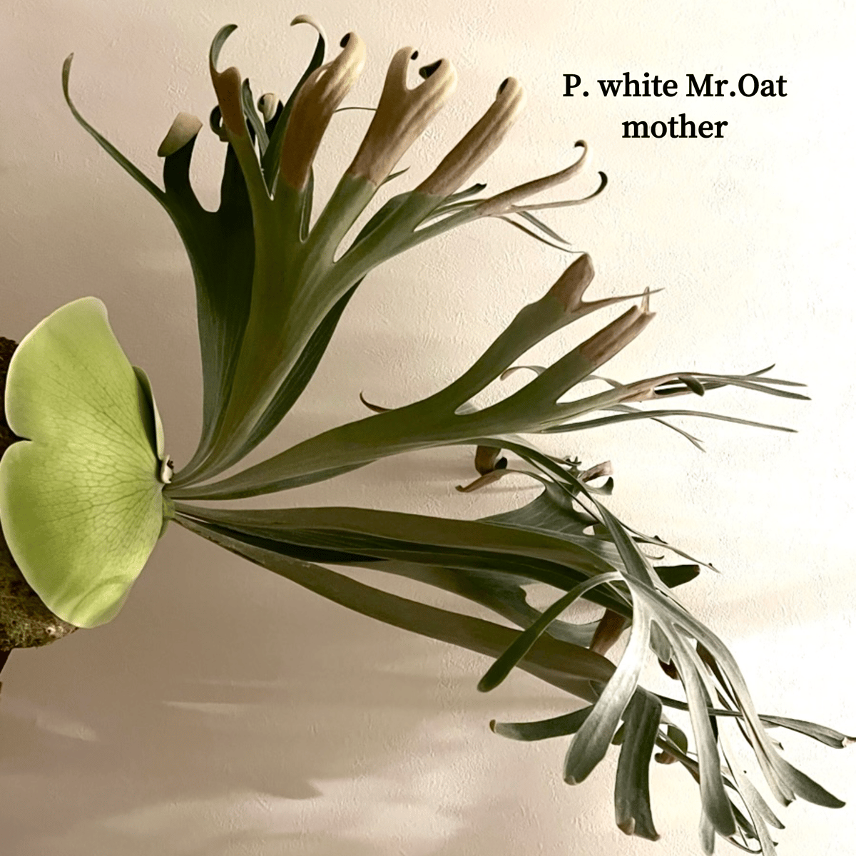 【他サイトにて販売】ビカクシダ　P.White Mr.oat (子株) P. 'White Mr. Oat' 子株をヤフオク出品中です 今週もよい株色々と
