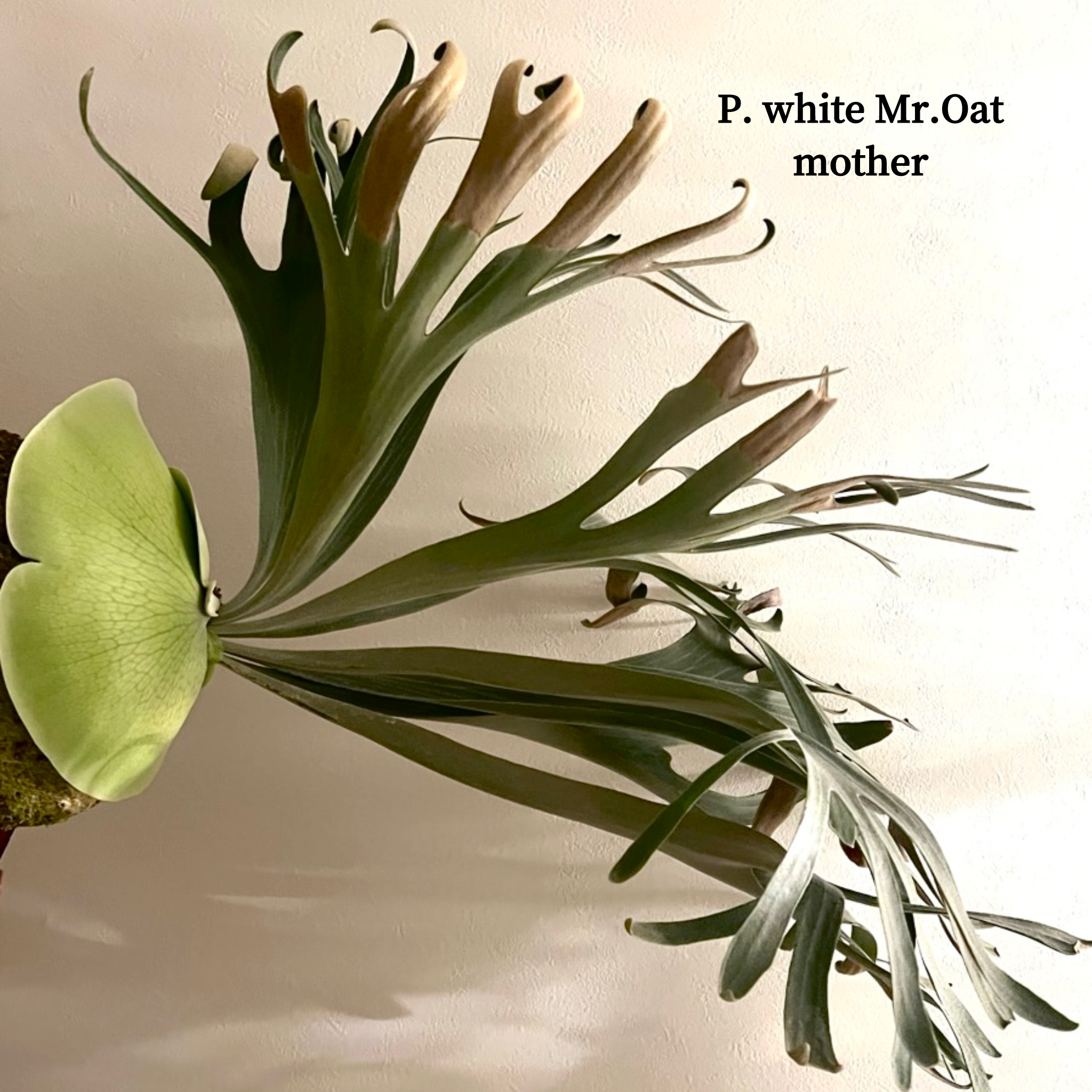 P. white Mr.Oat【pup】(ホワイトミスターオート)ビカクシダ 自家 P. white Mr.Oat【pup】(ホワイトミスターオート)ビカクシダ 自家