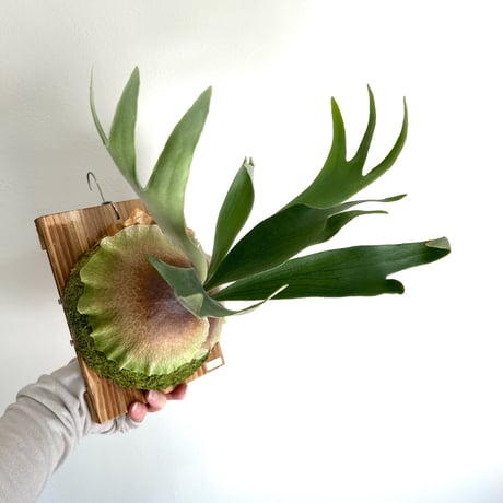 着生植物 | STORES