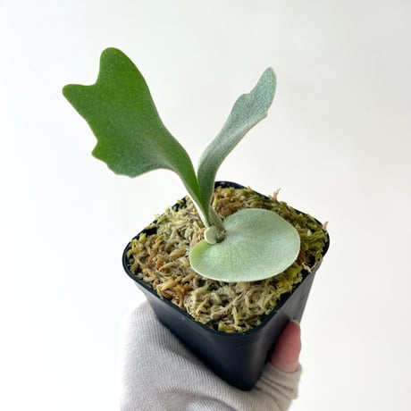 着生植物 | STORES