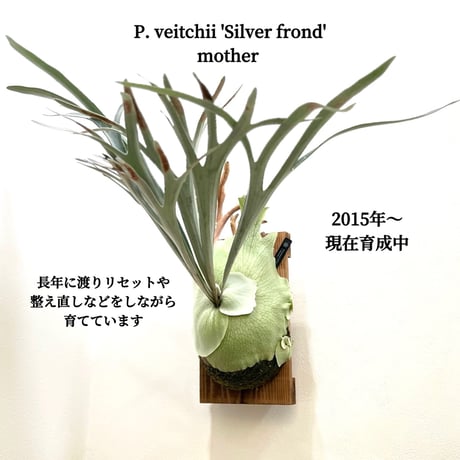 P. veitchii 'Silver frond' sporeling（ シルバーフロンド ）ビカクシダ　胞子培養／自家栽培／ポット苗／着生植物【Ｐ８5】〈親株画像あり〉