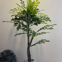 トックリヤシモドキ 8号鉢 | Lexington and Canopy's STORE