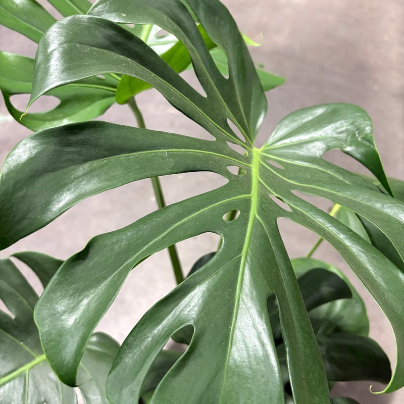 観葉植物 モンステラ 6号鉢 高さ80cm | Lexington and Canopy's