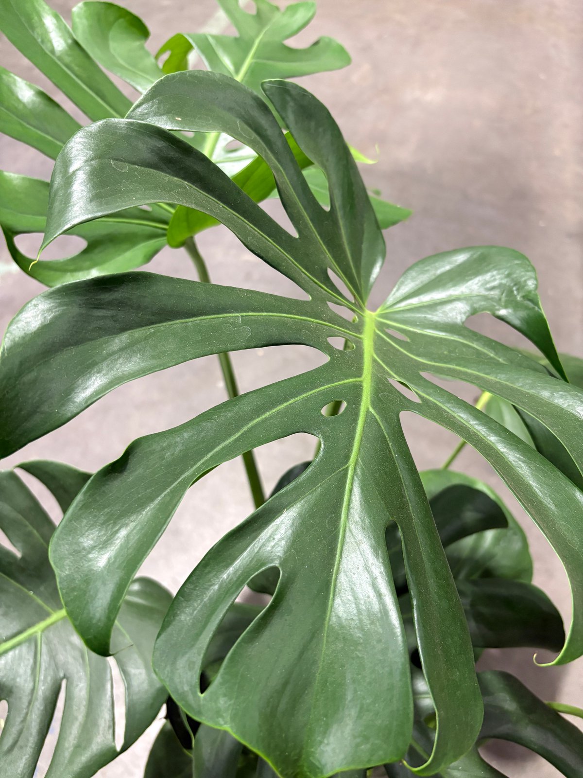 モンステラ 約90cm 葉までの高さ140cm 観葉植物】モンステラ60cm～80cm(緑の中道/IB067-006) 観葉植物 植物
