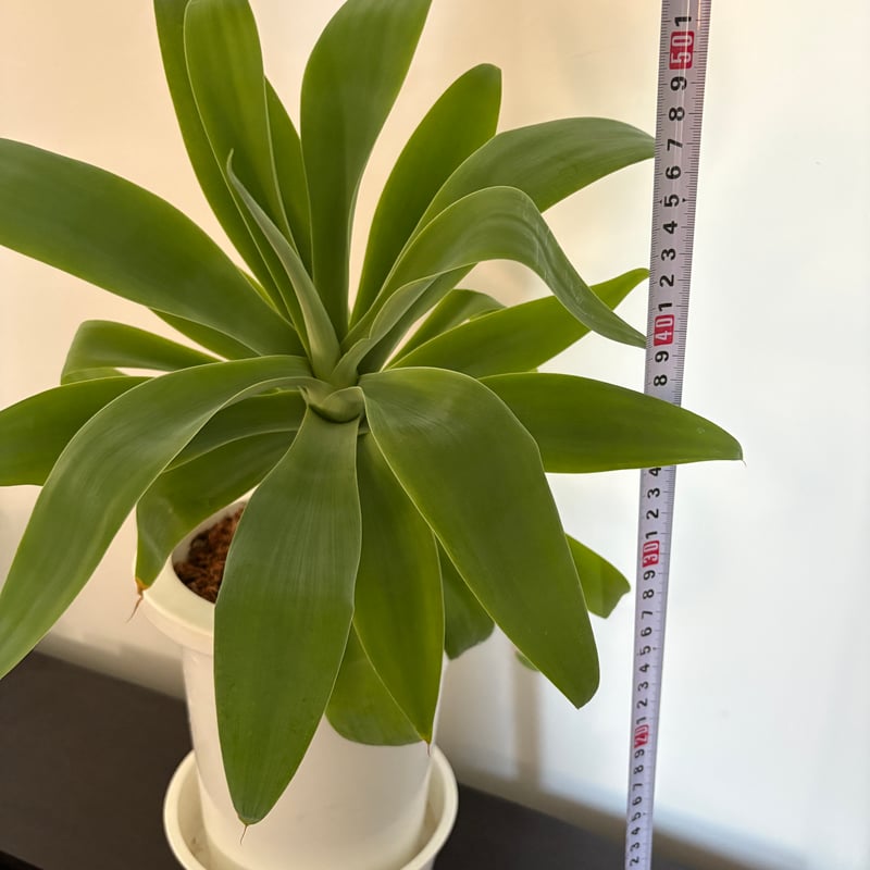 アガベ アテナータ 6号 | Lexington and Canopy's STORE