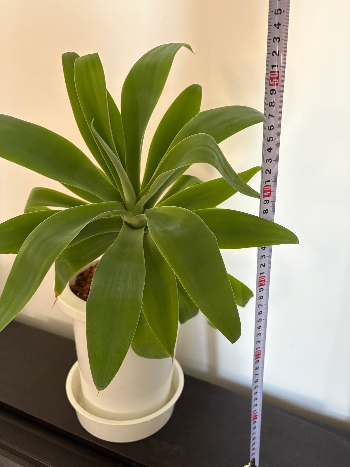 ⭐アガベ ・アテナータ(特大)⭐ アガベ アテナータ 6号 | Lexington and Canopy's STORE