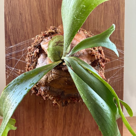 コウモリラン | STORES