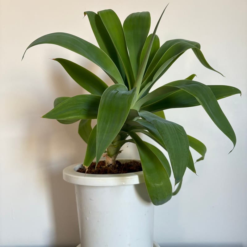 アガベ アテナータ 6号 | Lexington and Canopy's STORE