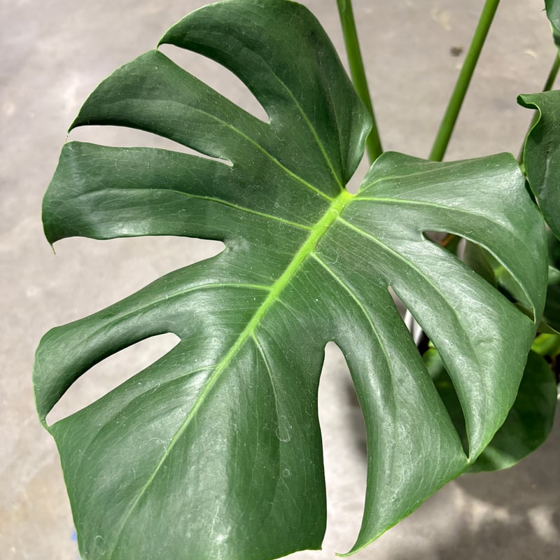 観葉植物 モンステラ 6号鉢 高さ80cm | Lexington and Canopy's