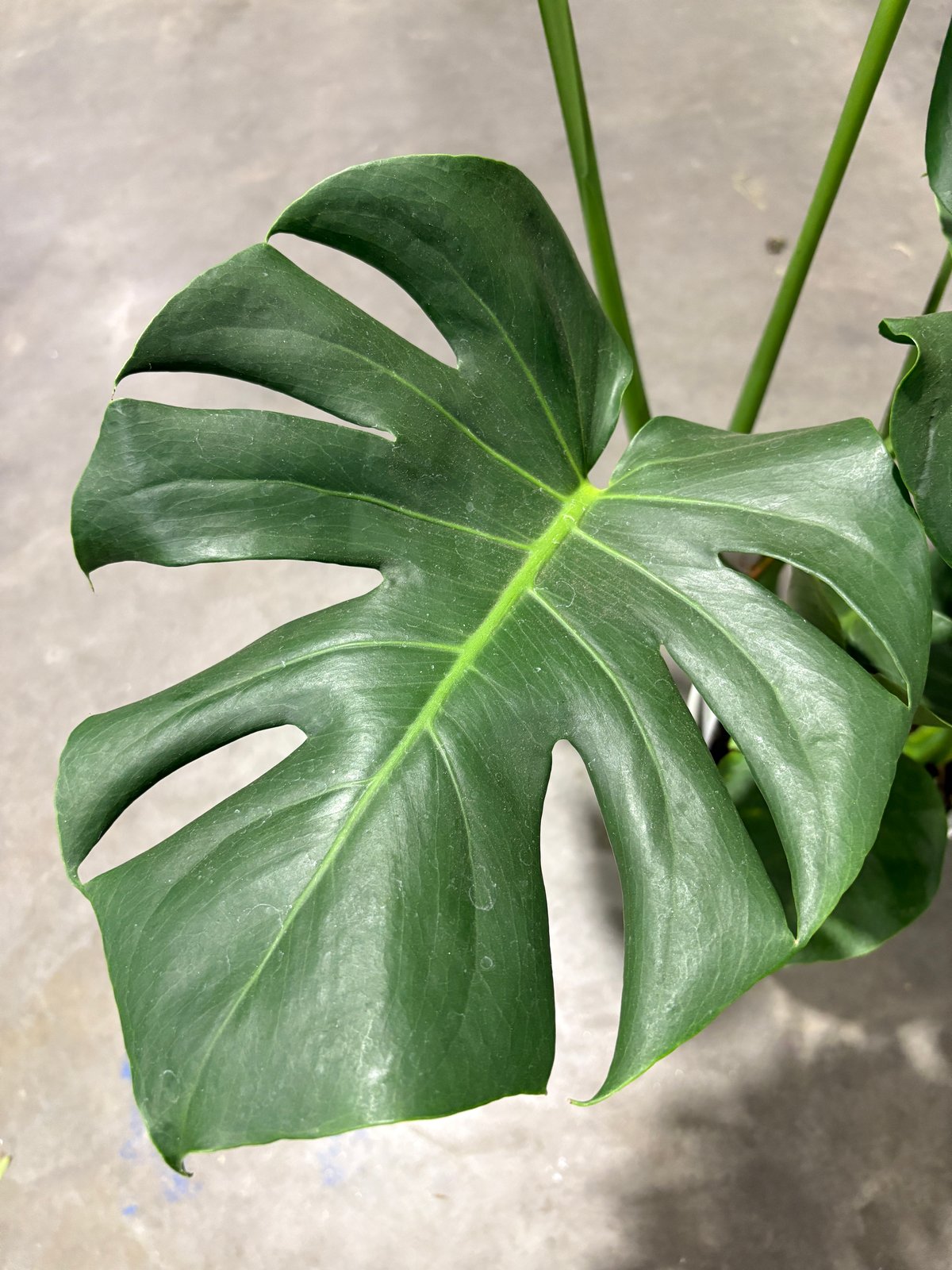 観葉植物 モンステラ 6号鉢 高さ80cm | Lexington and Canopy's