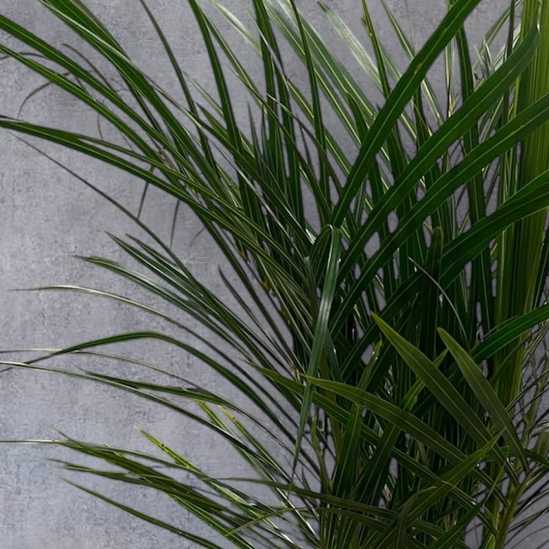 トックリヤシモドキ 8号鉢 | Lexington and Canopy's STORE