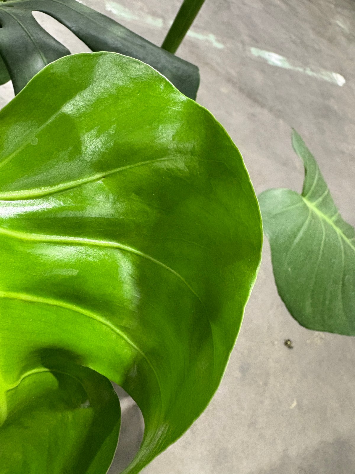観葉植物 モンステラ 6号鉢 高さ80cm | Lexington and Canopy's