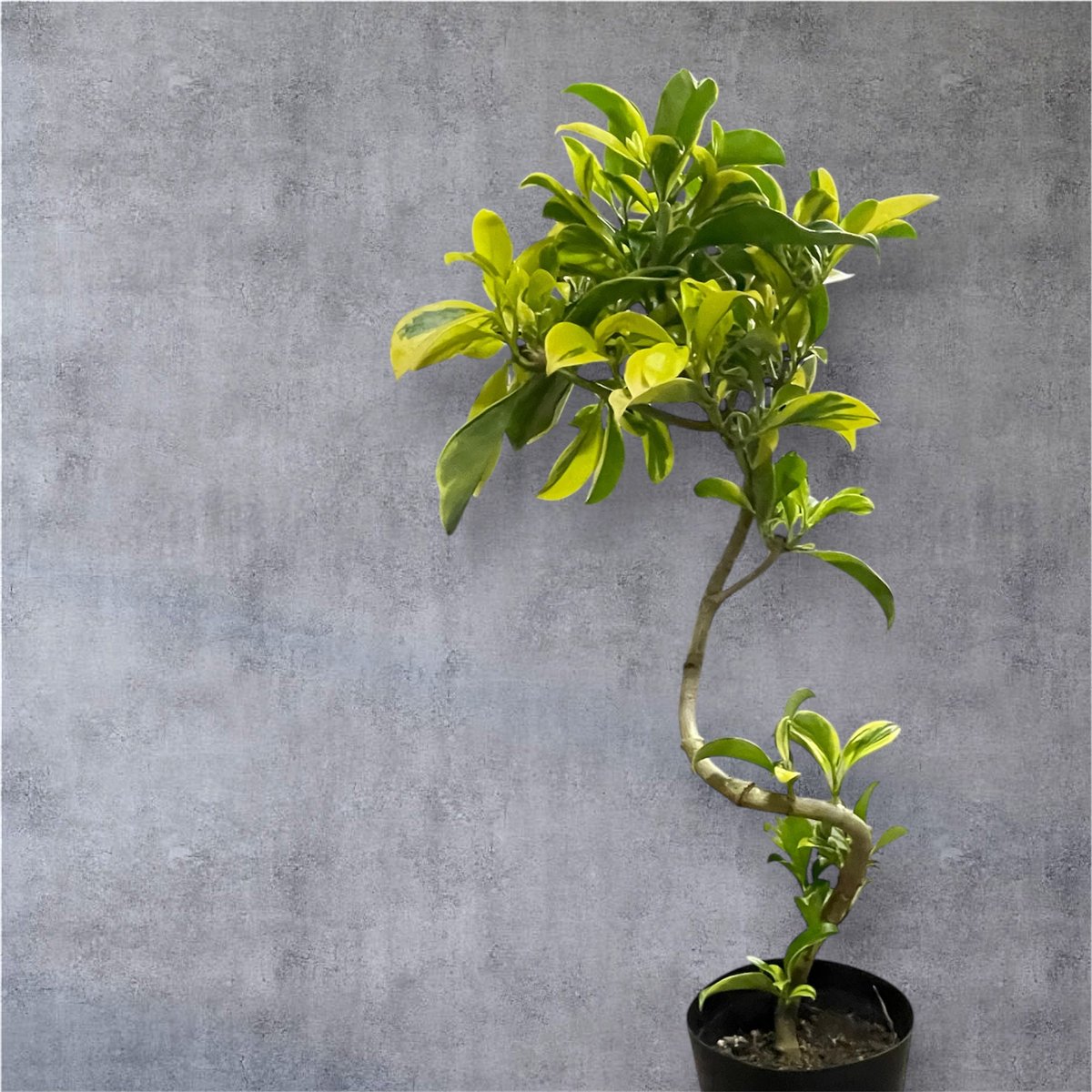 芙蓉 ファグラエア：ペルテロアナ5号鉢 | Lexington and Canopy's STORE