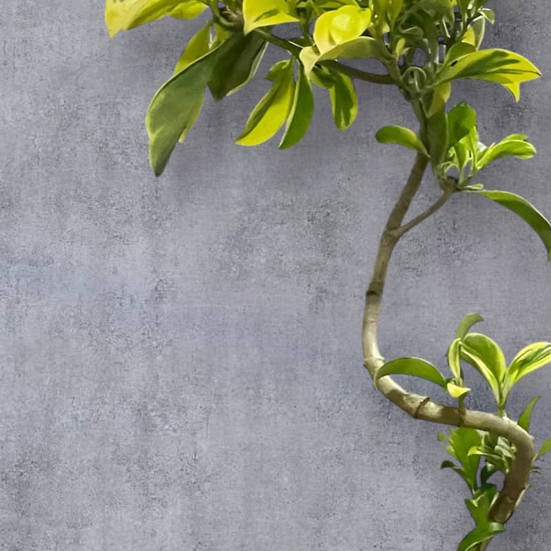 ファグラエア：ペルテロアナ5号鉢 | Lexington and Canopy's STORE