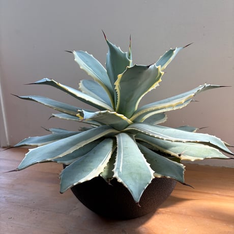 アガベポタトラム | STORES