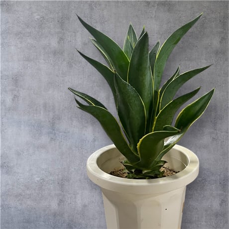 ベネズエラ | STORES