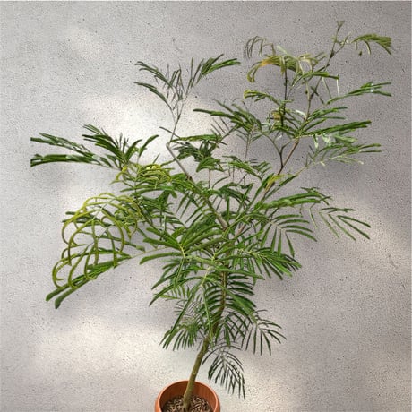 希少❗エバーフレッシュ曲【オーレア】観葉植物！高さ150◎！ボリューム◎！沖縄産 希少❗エバーフレッシュ曲【オーレア】観葉植物！高さ150◎！ボリューム◎！沖縄産