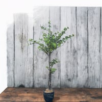 ドウダンツツジ　造花　160cm 鉢カバー別売り