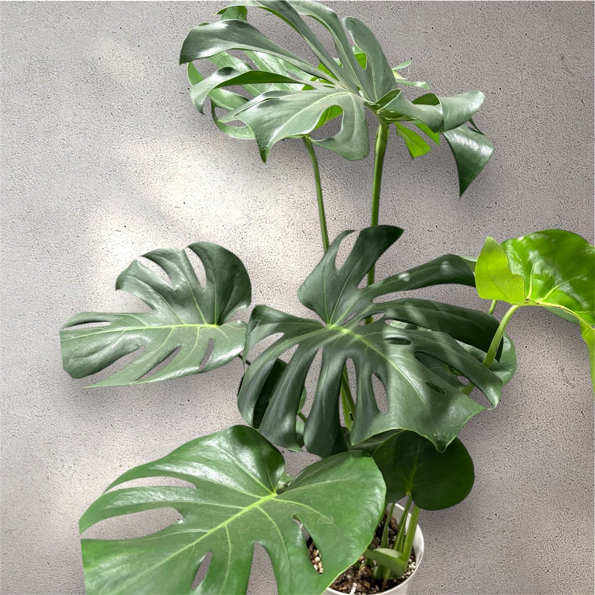 観葉植物 モンステラ 6号鉢 高さ80cm | Lexington and Canopy's