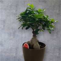 ガジュマルの木　高さ30cm