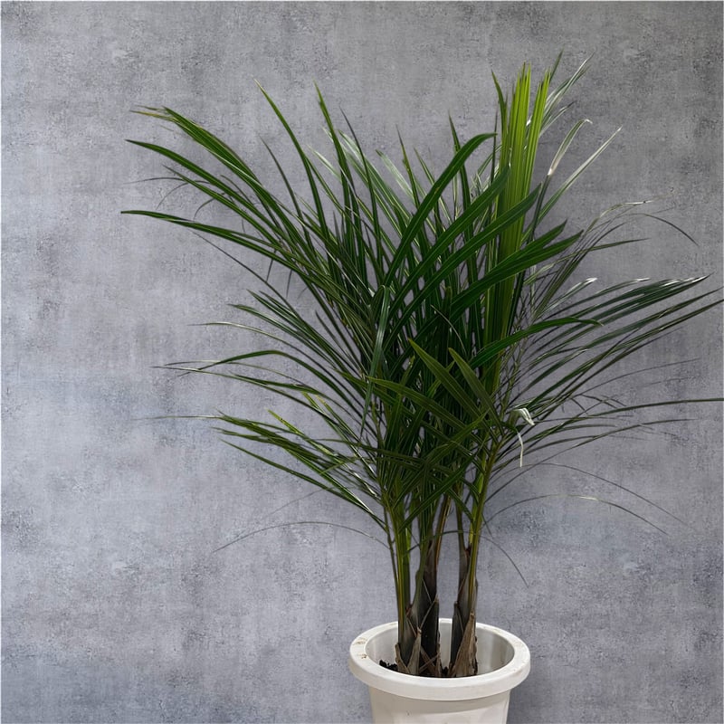 トックリヤシ 鉢 10号＊トックリヤシ＊観葉植物椰子