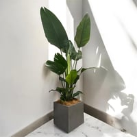 トックリヤシ8号鉢(黒) トックリヤシモドキ 8号鉢 | Lexington and Canopy's STORE