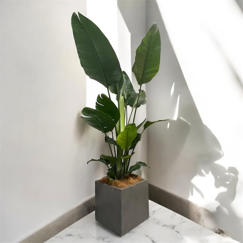 観葉植物 オーガスタ 高さ150cm 鉢カバー別 | Lexington and Canopy