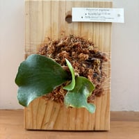 板つき　プラティセリウム　アンゴレンセM　コウモリラン