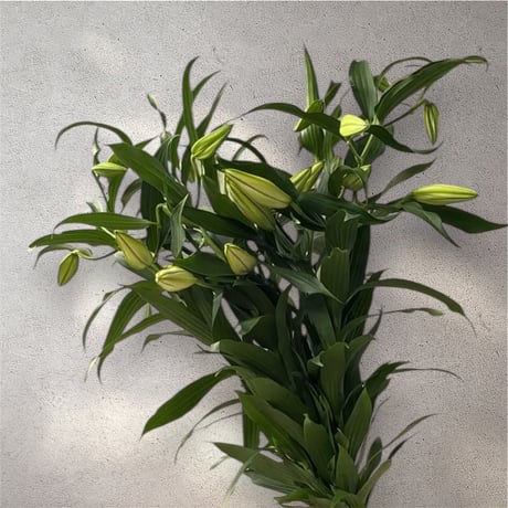 新品 定価53900円 カサブランカ 刺繍 サンダル 白 ホワイト グリーン