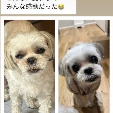 【動物対象】あなただけの特別な　光路の一坐〜遠隔ヒーリング〜