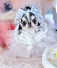 Jelly Princess Panier ✧