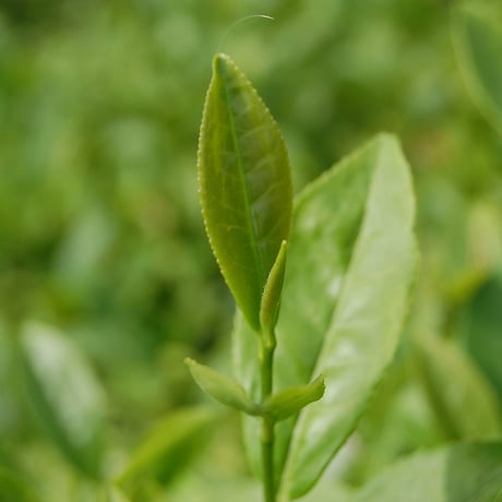 森の緑茶（2g×62p）