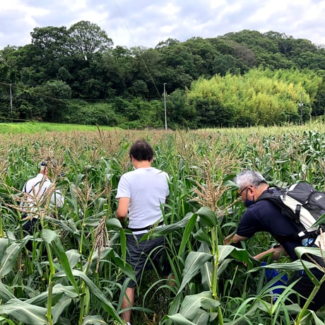 早朝スイートコーン収穫体験（8月17日 開催分）グループチケット