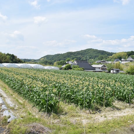 早朝スイートコーン収穫体験（8月17日 開催分）グループチケット