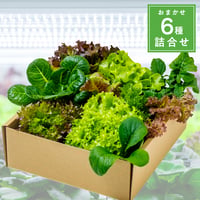 [通常商品] 水耕栽培 野菜盛合せ - おまかせ6種 - 送料無料
