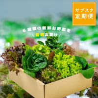 サブスク[定期便] - 毎週お届け - 水耕栽培 野菜盛合せ - おまかせ6種 - 送料無料