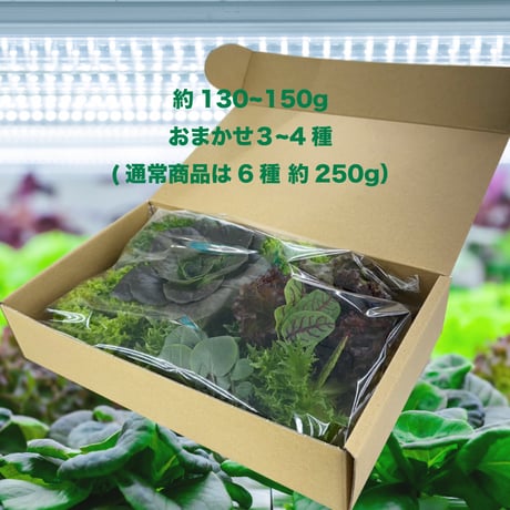 [ご試食サンプル] 水耕栽培 野菜盛合せ - おまかせ３~4種 - 送料無料
