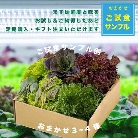 [ご試食サンプル] 水耕栽培 野菜盛合せ - おまかせ３~4種 - 送料無料