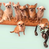 protect buddy Rich Store.🐶🐱