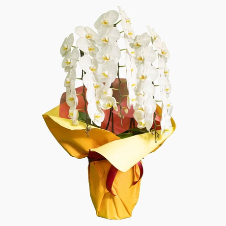 胡蝶蘭（3万円）