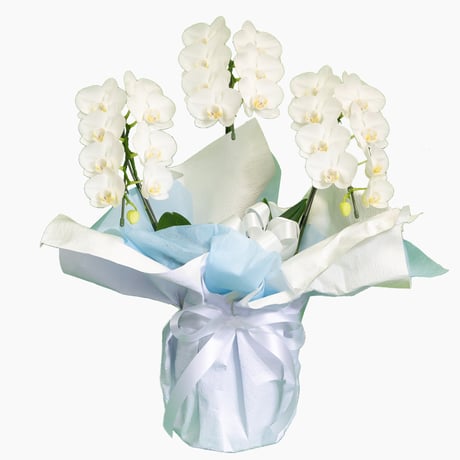 お供え胡蝶蘭（15,000）