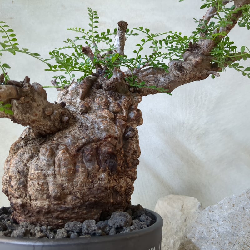 オペルクリカリア　パキプス オペルクリカリア・パキプス No.7 / (25sep22.b14/1-4) | Plant