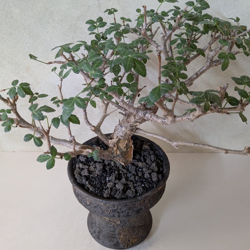 ブルセラ　ファガロイデス　現地株　激太 ブルセラ・ファガロイデス 【現地球】×【銀河鉢クレーター】 陶芸家